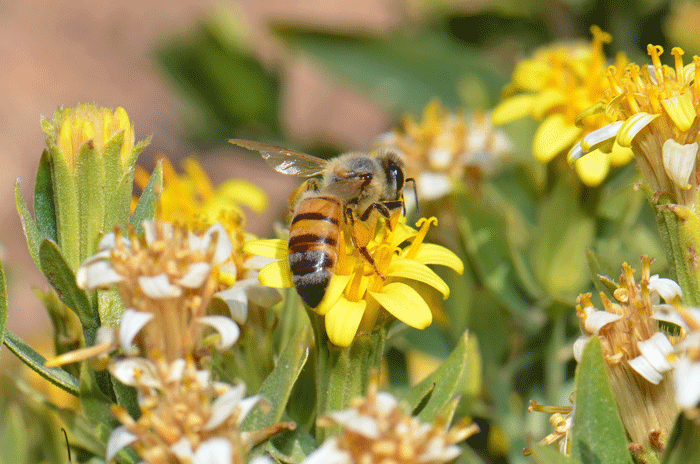 American Threefold bright yellow tubular flowers are a magnet for insects such as this native bee enjoying a little nectar. Trixis californica